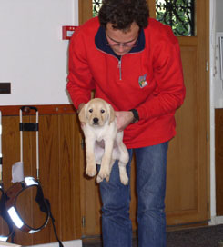 test des chiots